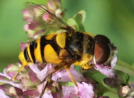Eristalis transversa